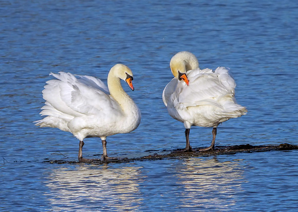 Mute Swans - Cygnus olor, Upton Warren, December 2018