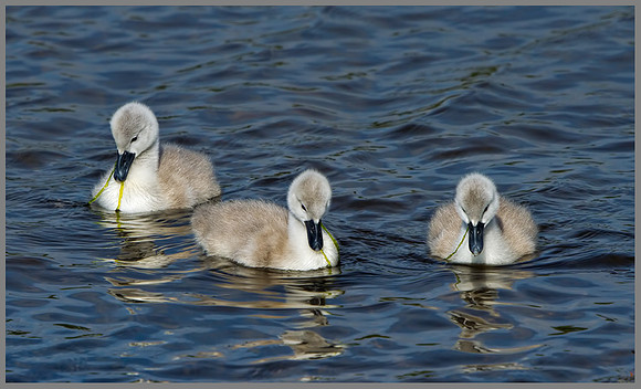 Mute Swan Cygnants (Cygnus olor), Upton Warren NR, May 2013