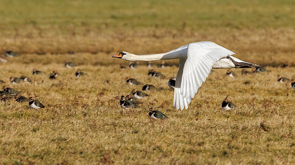 Mute Swan - Cygnus olor, Slimbridge WWT, December 2021