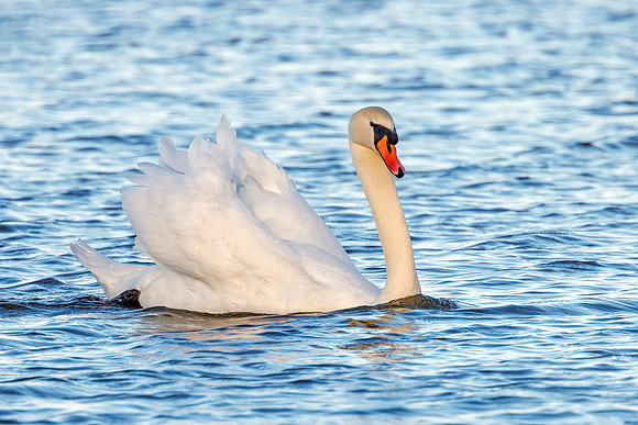 Mute Swan - Cygnus olor, Slimbridge WWT, December 2021