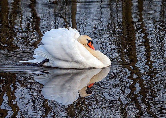 Mute Swan - Cygnus olor, Croome Park, January 2019