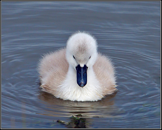 Mute Swan Cygnant, Upton Warren Moors, 21 May 2012
