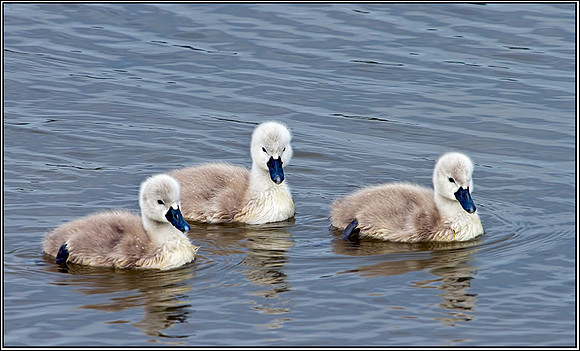 Mute Swan Cygnants, Upton Warren Moors, 21 May 2012