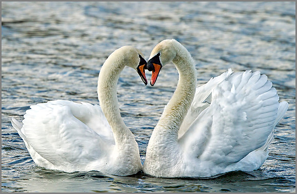 Mute Swan (Cygnus olor), Marsh Lane NR, November 2013