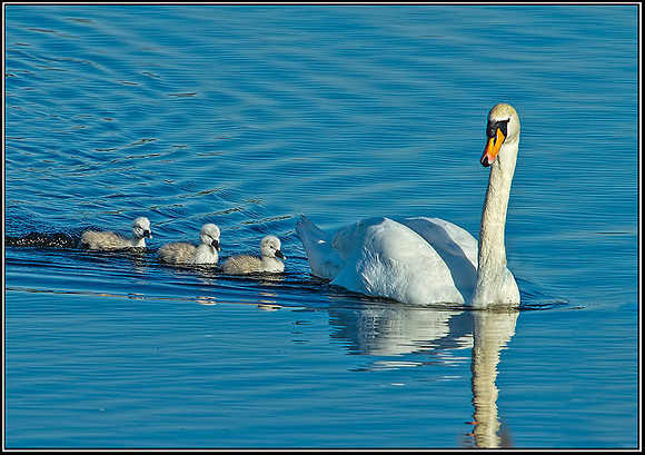 Mute Swan with Cygnants, Upton Warren Moors, 16 May 2012