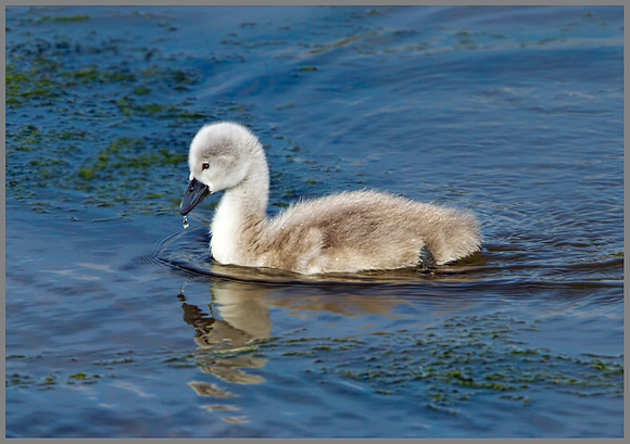 Mute Swan Cygnant (Cygnus olor), Upton Warren NR, May 2013