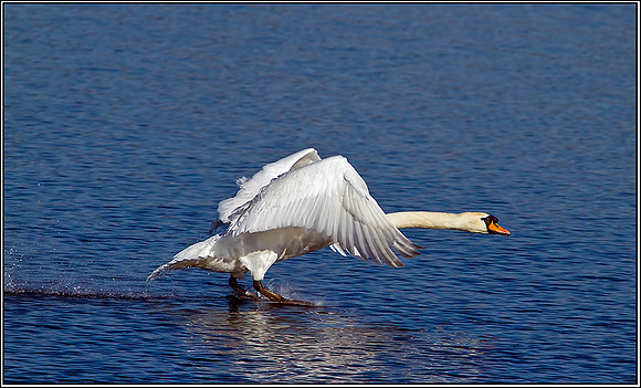 Mute Swan, Upton Warren Moors, 16 May 2012