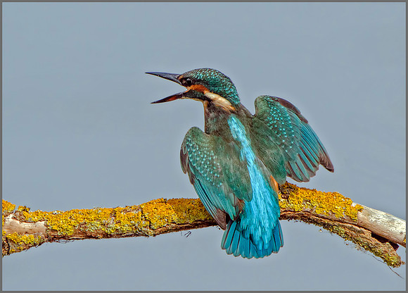 Common Kingfisher (Alcedo atthis), Upton Warren NR, September 2016