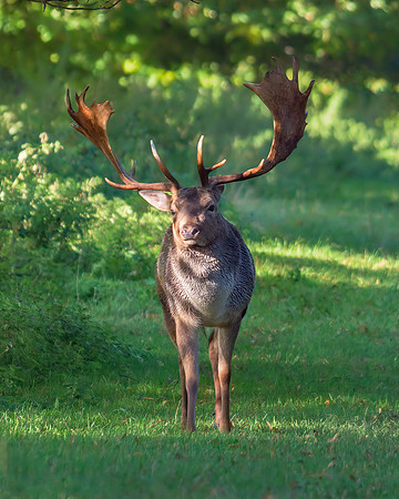 Fallow Deer Buck - Dama dama, Warwickshire, October 2019