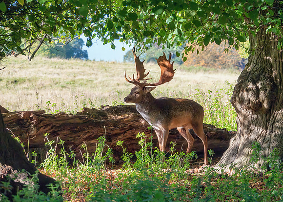 Fallow Deer Buck- Dama dama, Warwickshire, October 2019