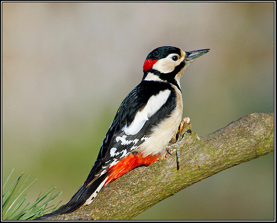 Great Spotted Woodpecker, Bromsgrove, 15 January 2012