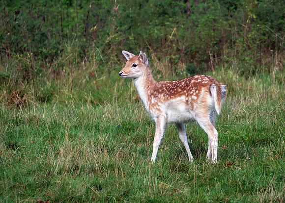 Fallow Deer yearling - Dama dama, Warwickshire, October 2019