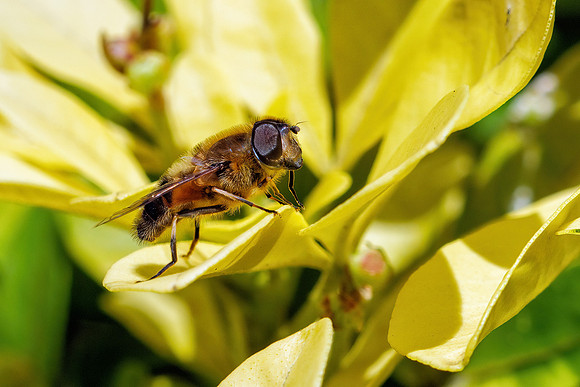 Glass-winged Dronefly - Eristalis similis, Garden, April 2021