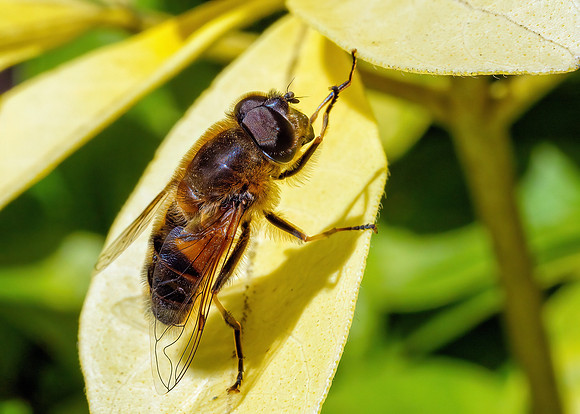 Glass-winged Dronefly - Eristalis similis, Garden April 2021