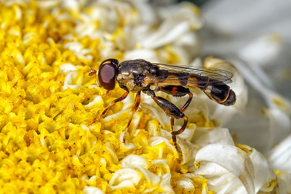 Thick-legged Hoverfly - Syritta pipiens  Garden, July 2021