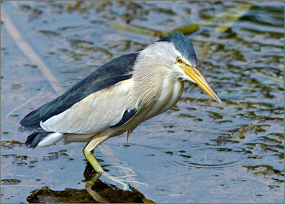 Little Bittern (Ixobrychus minutus), Mallorca, May 2014