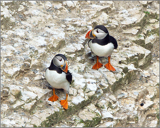 Puffins (Fratercula arctica), Bempton Cliffs, June 2014
