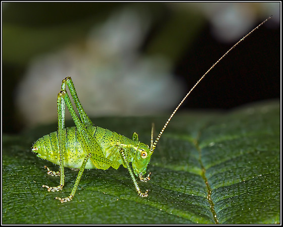 Speckled Bush Cricket (Leptophyes punctatissima), Monkwood, 21 July 2012