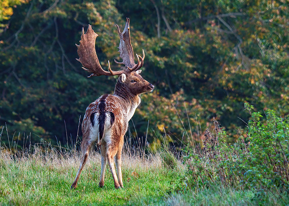Fallow Deer Buck - Dama dama , Warwickshire, October 2019
