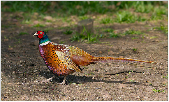 Cock Pheasant, Warwickshire, 20 March 2012