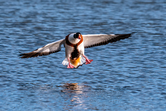 Common Shelduck - Tadorna tadorna, Slimbridge WWT, November 2019