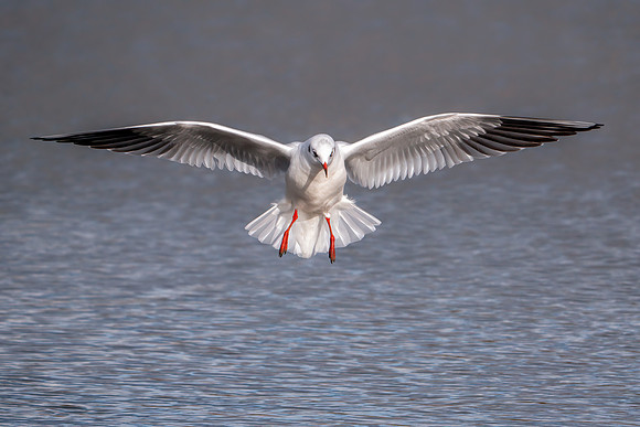 Black-headed Gull - Chroicocephalus ridibundus, Slimbridge WWT, November 2019