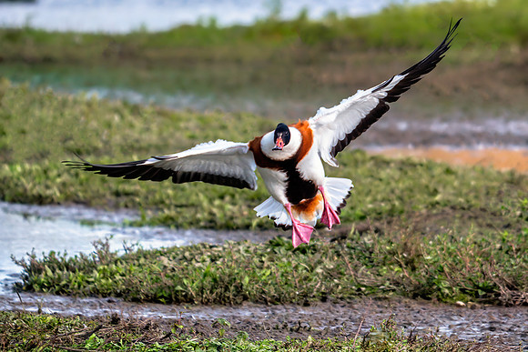 Common Shelduck - Tadorna tadorna, Slimbridge WWT, November 2019