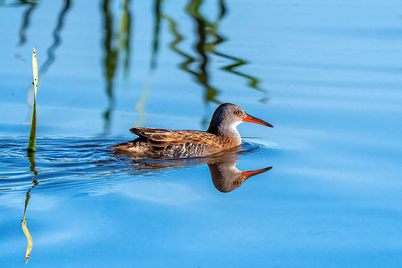 Water Rail - Rallus aquaticus, Upton Warren NR, October 2019