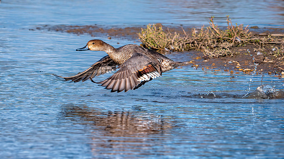 Northern Pintail - Anas acuta, Slimbridge WWT, November 2019