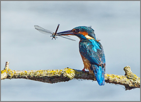 Kingfisher (Alcedo atthis), Upton Warren, September 2014