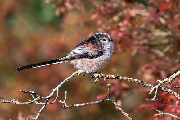 Long-tailed Tit - Aegithalos caudatus, Warwickshire, 11 November 2019