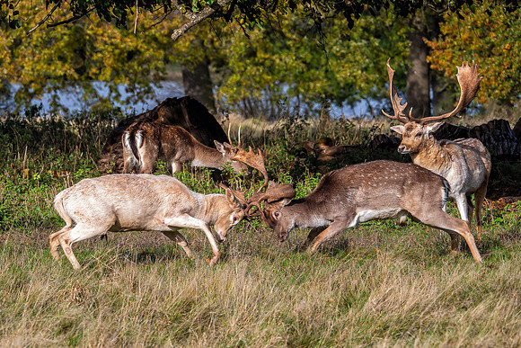 Fallow Deer - Dama dama, Charlecote Park, November 2019