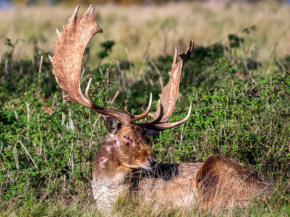 Fallow Deer Buck - Dama dama, Charlecote Park, November 2019