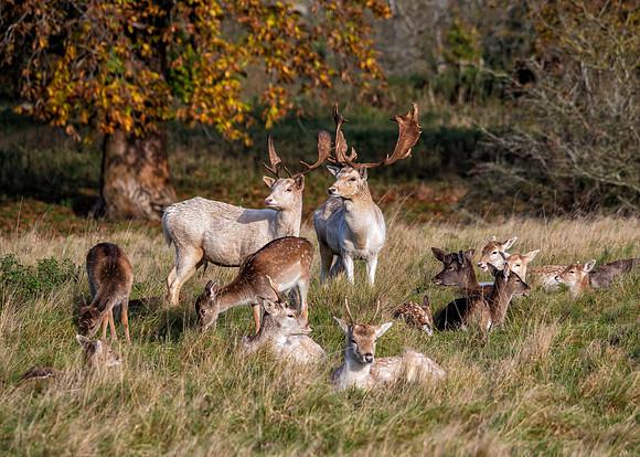 Fallow Deer - Dama dama, Charlecote Park, November 2019