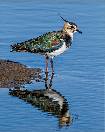 Northern Lapwing (Vanellus vanellus), Upton Warren NR, September 2016