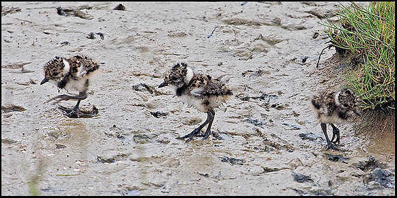 Lapwing Chicks, Upton Warren Flashes, 27 May 2009