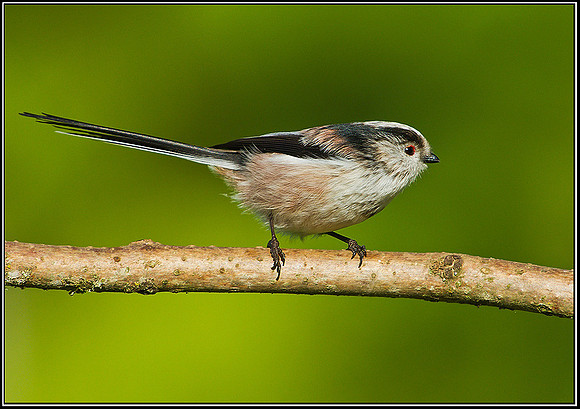 Long-tailed Tit, Bromsgrove, 11 October 2010