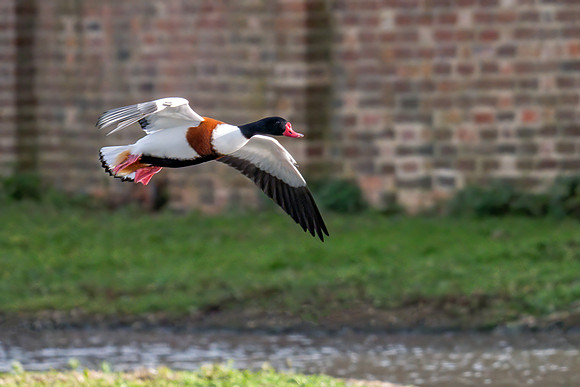 Common Shelduck - Tadorna tadorna, Slimbridge WWT, November 2019