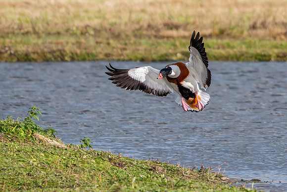 Common Shelduck - Tadorna tadorna, Slimbridge WWT, November 2019