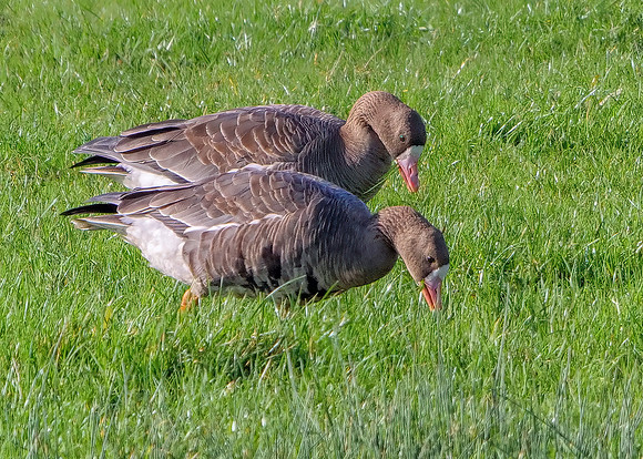White-fronted Geese - Anser albifrons, Slimbridge WWT, November 2019