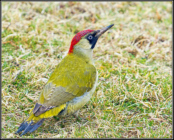 Green Woodpecker, Upton Warren Moors, 14 March 2012