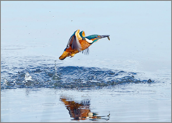 Kingfisher (Alcedo atthis), Upton Warren, October 2014
