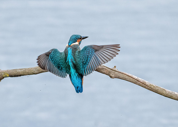 Common Kingfisher - Alcedo atthis, Upton Warren, September 2018