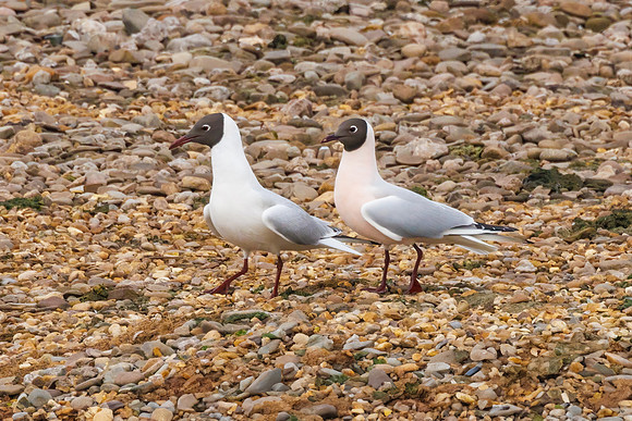 Black-headed Gulls - Chroicocephalus ridibundus, Up[ton Warren Moors, 06 March 2024