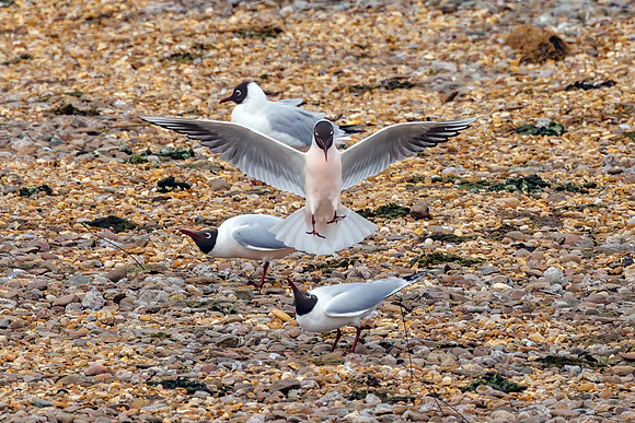Black-headed Gulls - Chroicocephalus ridibundus, Up[ton Warren Moors, March 2024