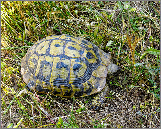 Western Hermann's Tortoise (Testudo hermanni hermanni), Mallorca, May 2014