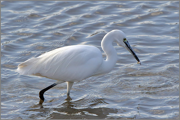 Little Egret (Egretta garzetta), Upton Warren, 05 November 2014