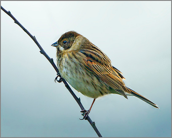 Male Reed Bunting (Emberiza schoenichus), Upton Warren, December 2013