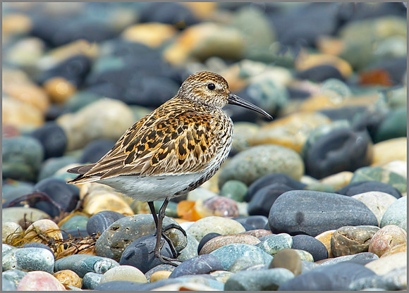 Dunlin, Anglesey, 09 May 2011