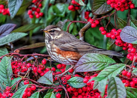 Redwing - Turdus iliacus, Garden, December 2019